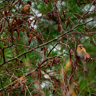 Thumbnail of Lesser Redpoll